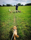 Cheshire Home Dog Boarding