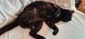 Achates Cattery