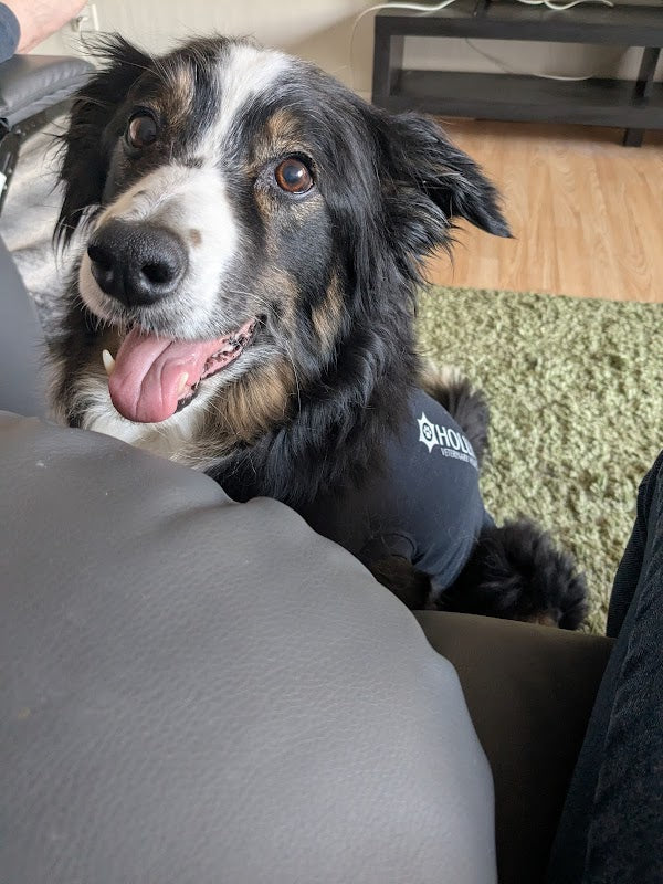 Hollybank Veterinary Centre