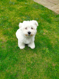Wagging tails dog walking service