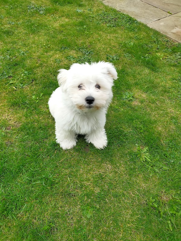 Wagging tails dog walking service