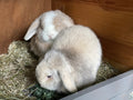 Garden Lodge small pet boarding