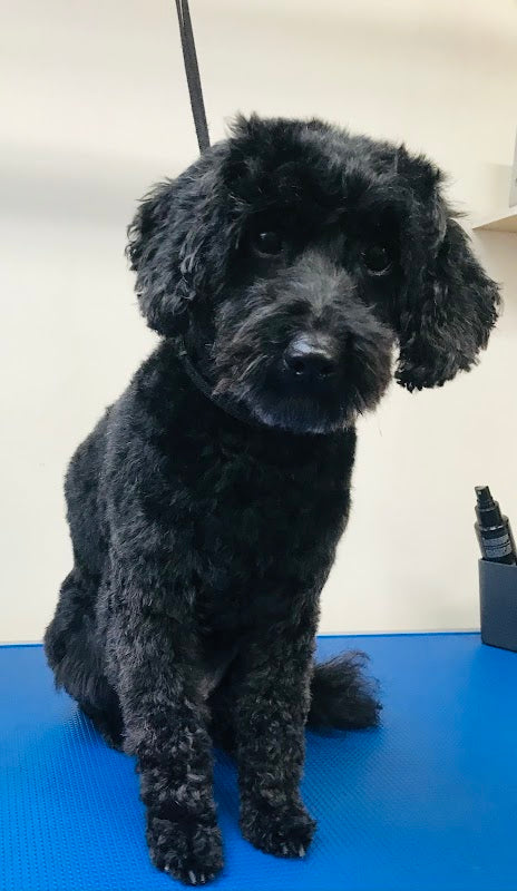 Jenni H Dog Groom’s