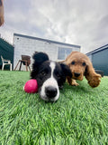 Barkers of Brook House