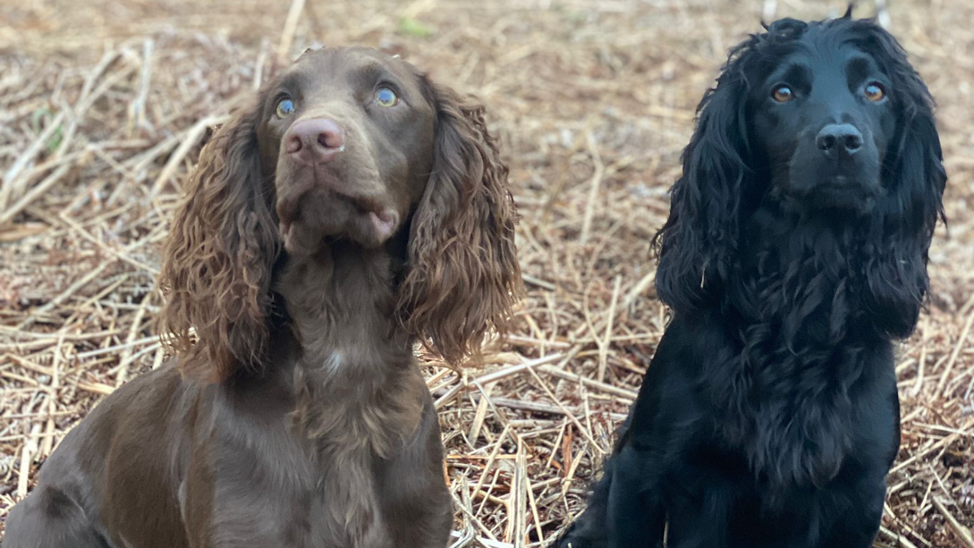 Trails For Tails Dog Training