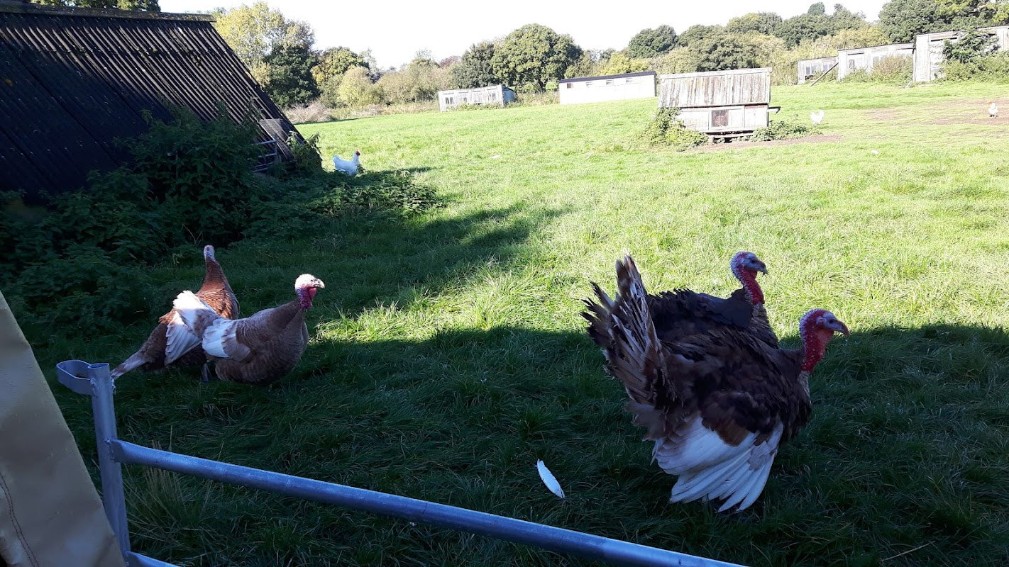 Abbey Leys Farm