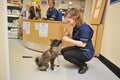 Willows Veterinary Group - Broom Cottage Veterinary Surgery