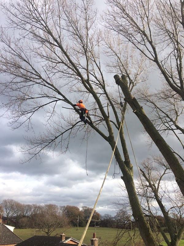 Last Branch Tree Surgery