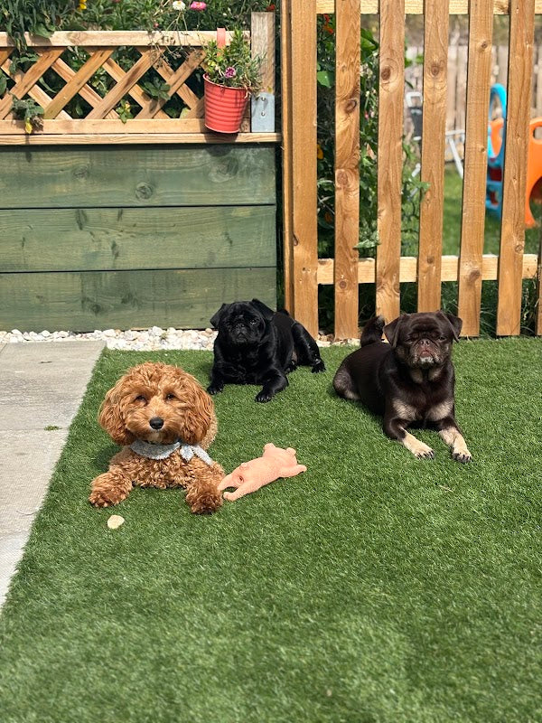Playful Paws Home Boarding