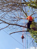 T Broad Tree Services
