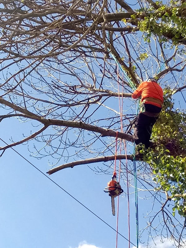T Broad Tree Services