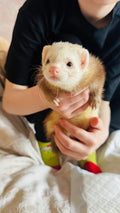 South Cheshire Ferret Rescue