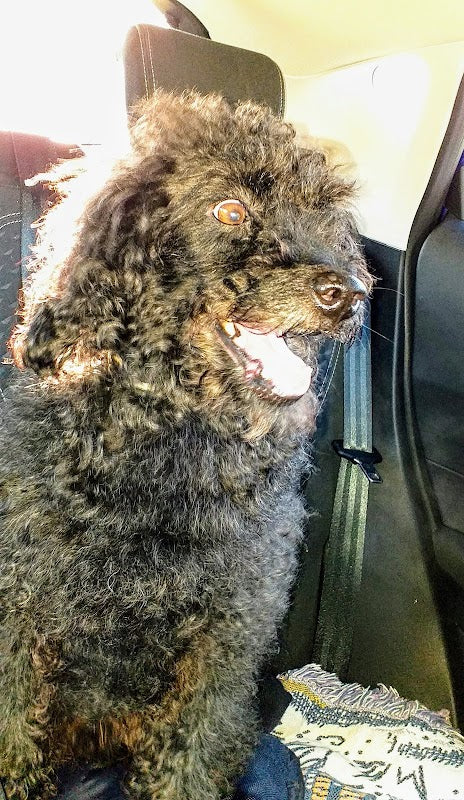 Sue's Dog Grooming