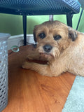 Cozy Care Home Dog Boarding and Grooming