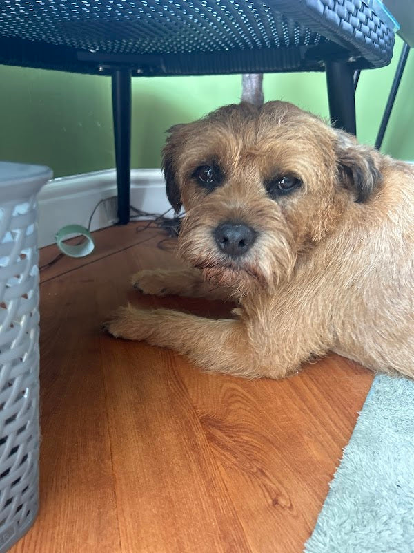 Cozy Care Home Dog Boarding and Grooming