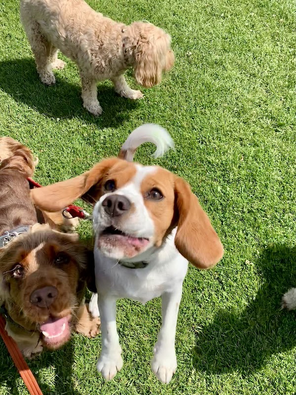 Walkies