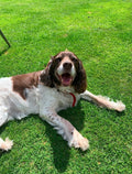 Halo Vets - Peaceful Home Euthanasia