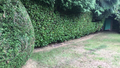 Tree services