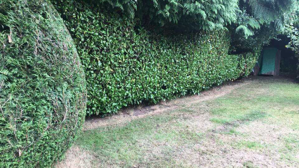 Tree services