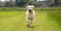My Best Friend Dog Care