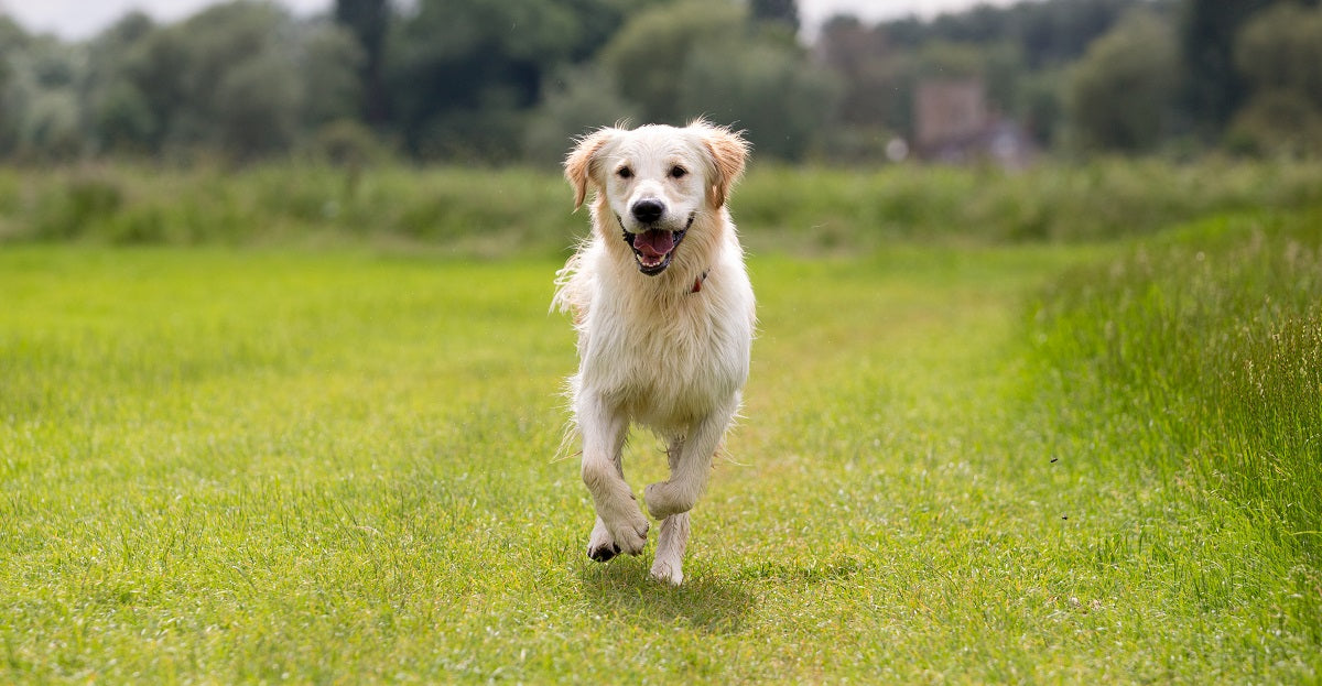 My Best Friend Dog Care