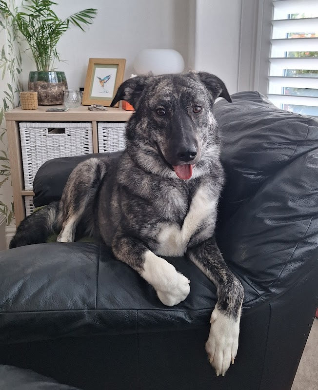 Forever Home Dog Training