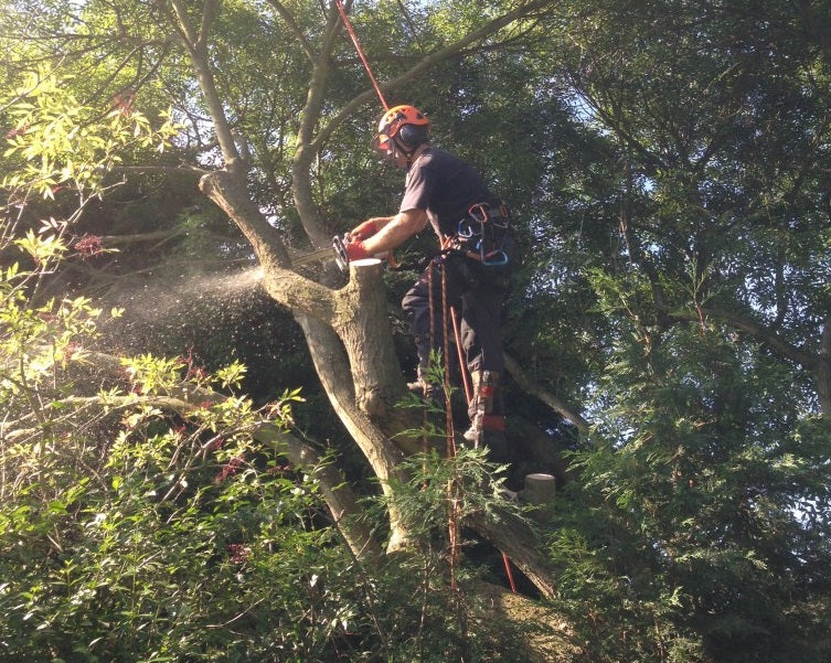 CONGLETON TREE & STUMP REMOVALS/CONGLETON TREE SURGEON