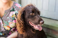 Scholar Dogs - Dog Home Boarding