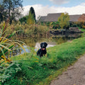 Treacle Town Hounds