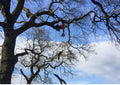 Rich Fagan Tree Surgery & Surveyor