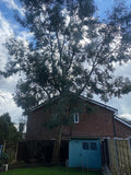 MACCLESFIELD TREE & STUMP REMOVALS/MACCLESFIELD TREE SURGEON