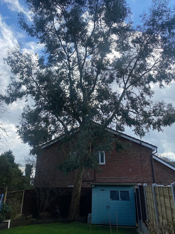 MACCLESFIELD TREE & STUMP REMOVALS/MACCLESFIELD TREE SURGEON