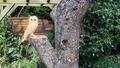 Frodsham Tree Solutions