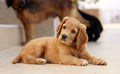 Leonard Brothers Vets - Wistaston
