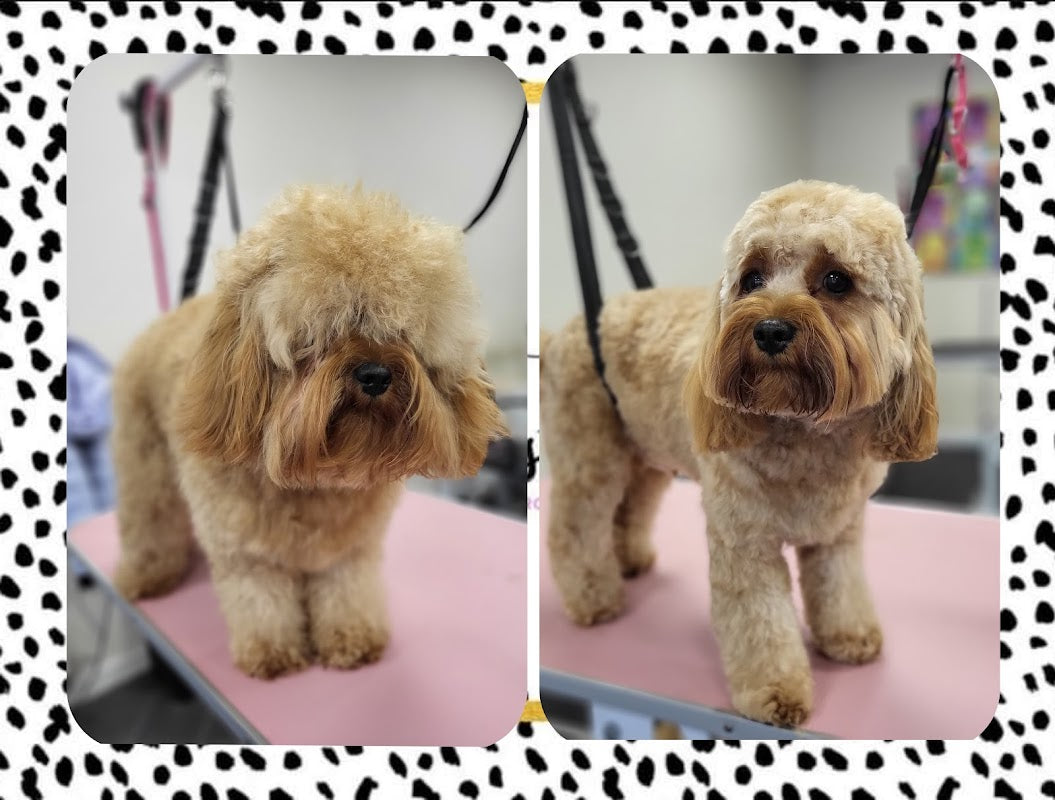 Chesters dog grooming
