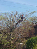 Wilson Tree Care and Garden Maintenance