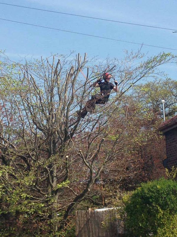 Wilson Tree Care and Garden Maintenance