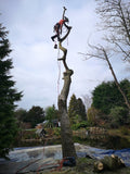 Beaver Tree Surgery