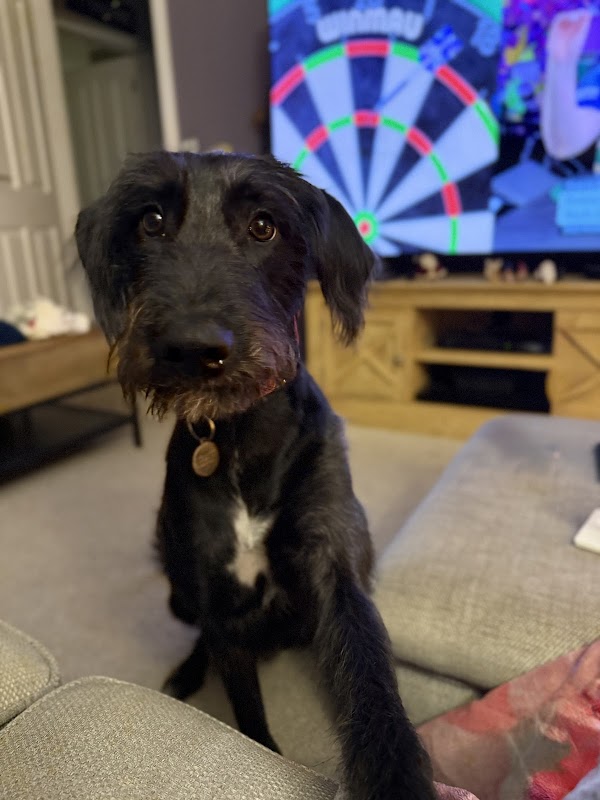 K9Senses