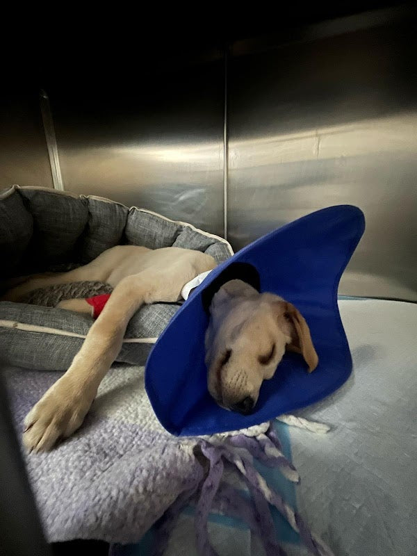 Northwest Veterinary Specialists