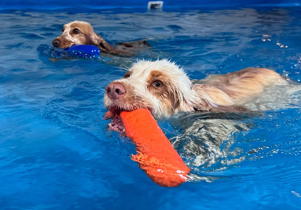 Jump In Dog Therapy Pool