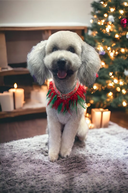 Groomyz