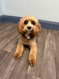 Lillyluxe canines - Dog grooming