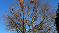 Clear Cut Tree Services