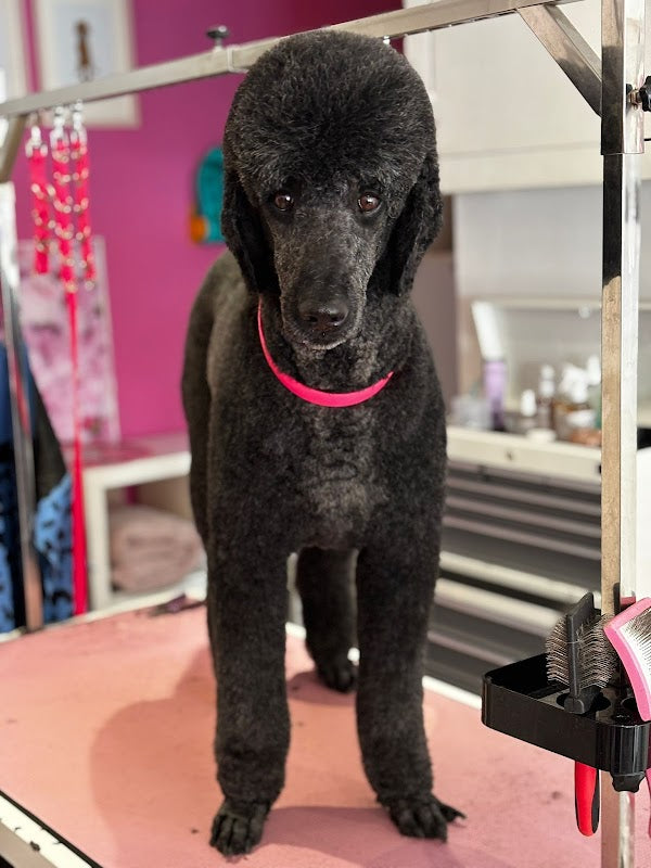Elle&Bell Dog Grooming