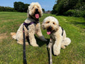Ewloe Boarding Kennels Cattery and Rabbit Retreat