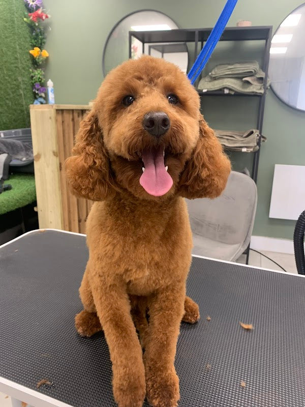 The Natural Dog Groomer