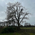 Cheshire Tree & Garden Care