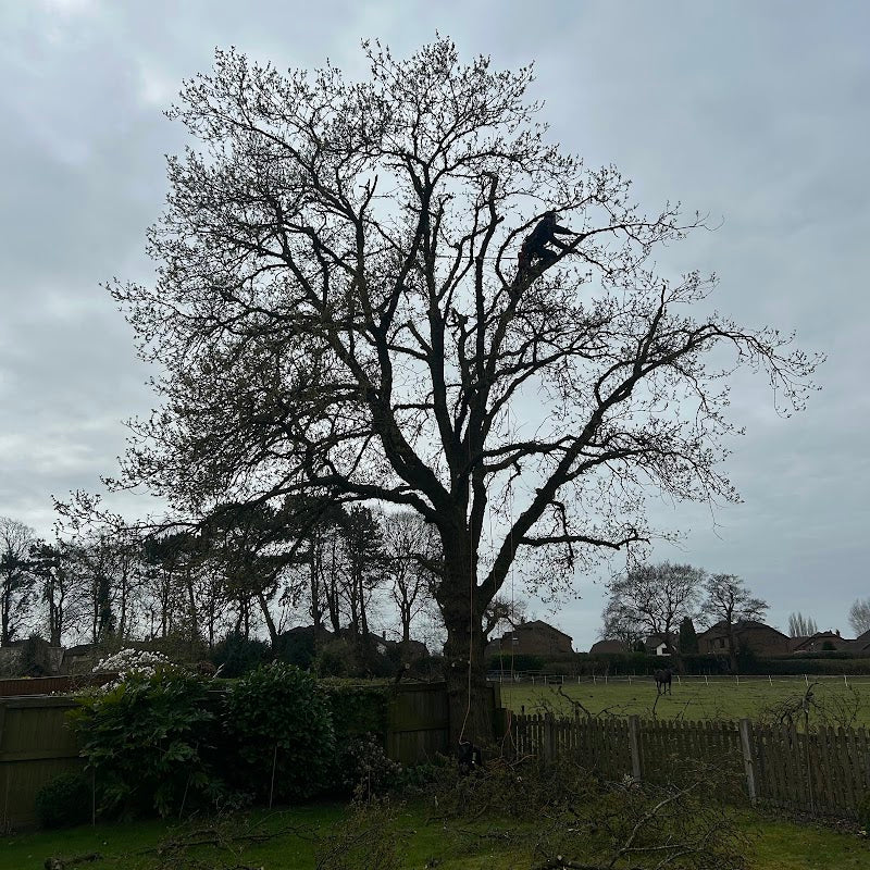Cheshire Tree & Garden Care