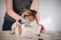 Catalyst Canine Massage